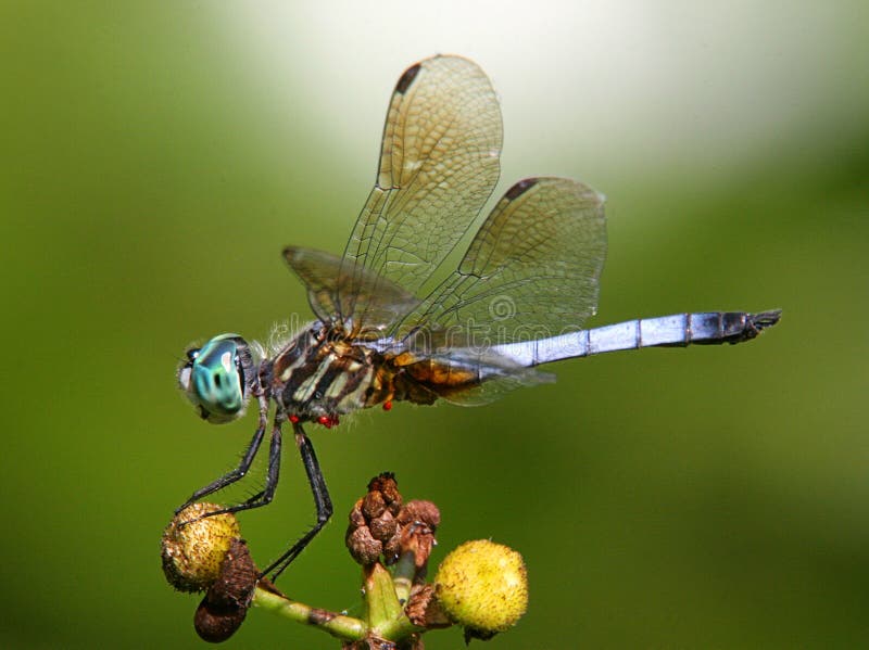 Dasher bleu image libre de droits