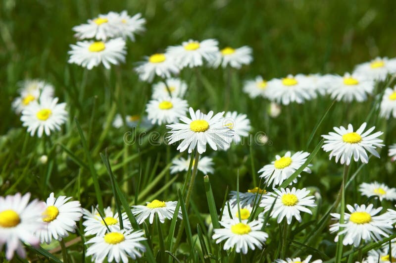 Bed of Daisies stock image. Image of happy, flowers, park 396837