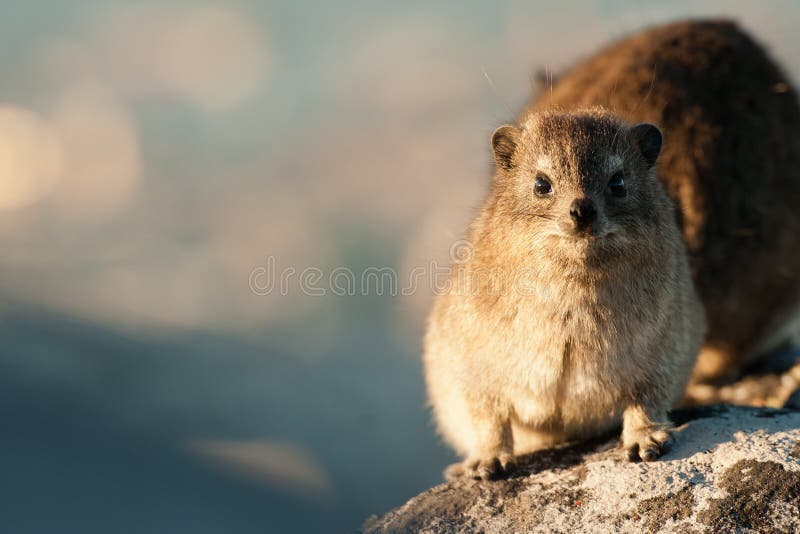 A Portrait of a Dassie on Table mountain. A Portrait of a Dassie on Table mountain.