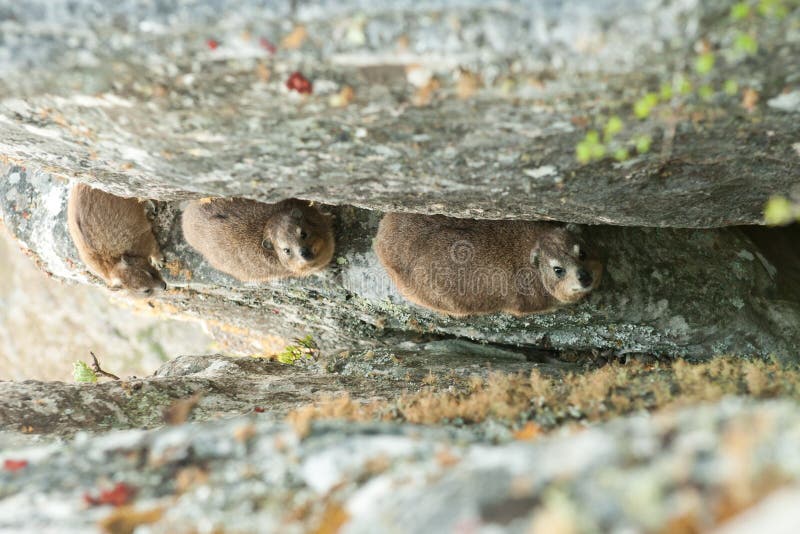 A Portrait of a Dassie on Table mountain. A Portrait of a Dassie on Table mountain.