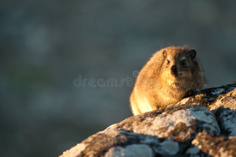 A Portrait of a Dassie on Table mountain. A Portrait of a Dassie on Table mountain.