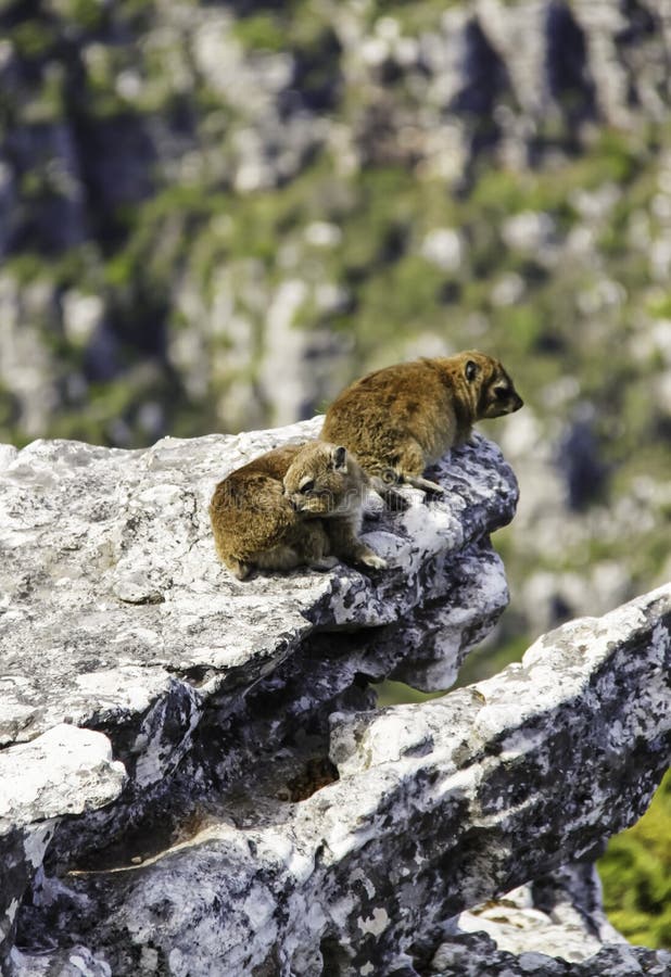 Dassie дамана утеса 2 на Столовой горе стоковое фото rf Dassie дамана утеса 2 на Столовой горе стоковое фото rf