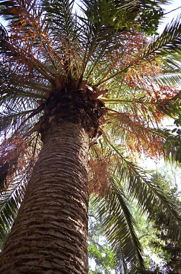 Date palm