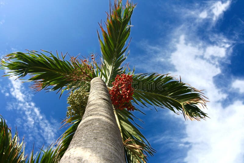 Date-palm