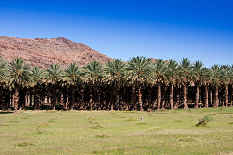 Date palm farm