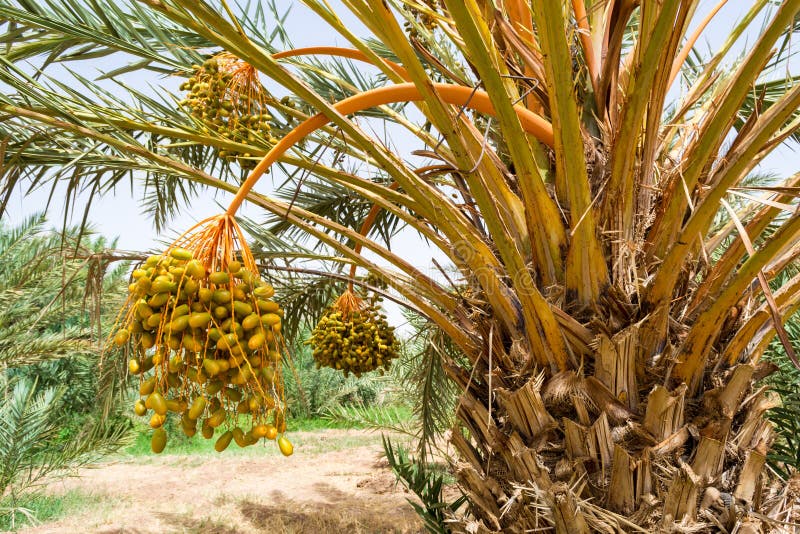 Date palm