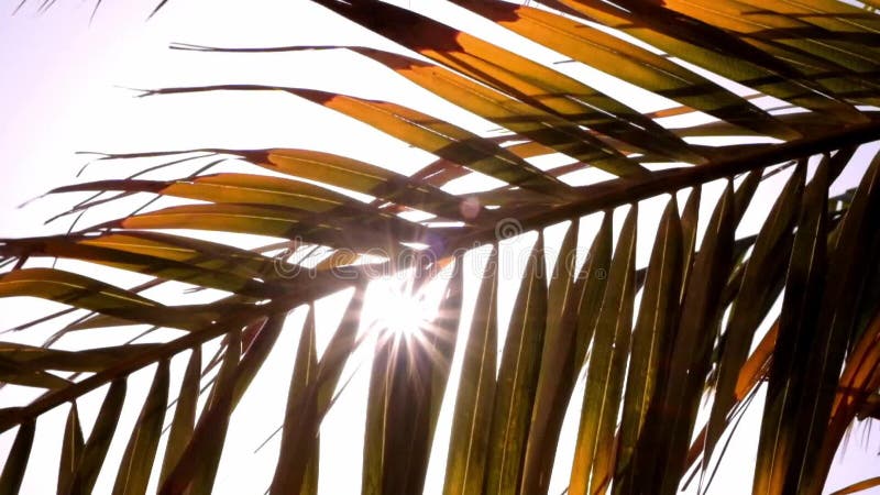 Date palm tree branches waving in the wind with sun shining through