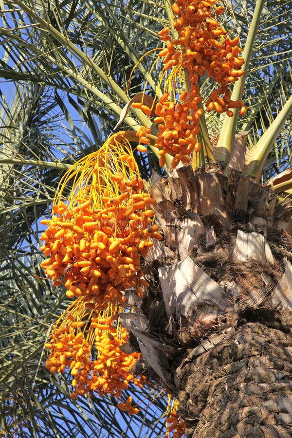 Date palm tree with dates stock image. Image of nourishing 45280507