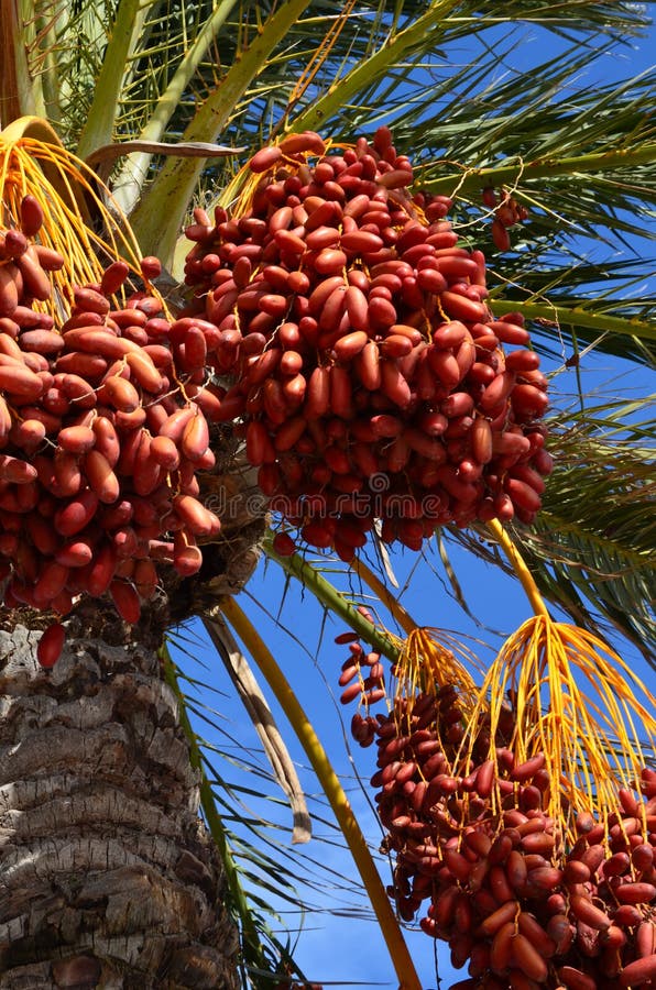 Date palm tree with dates