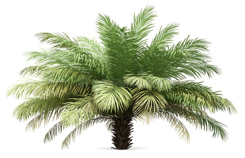 Date palm tree isolated on white
