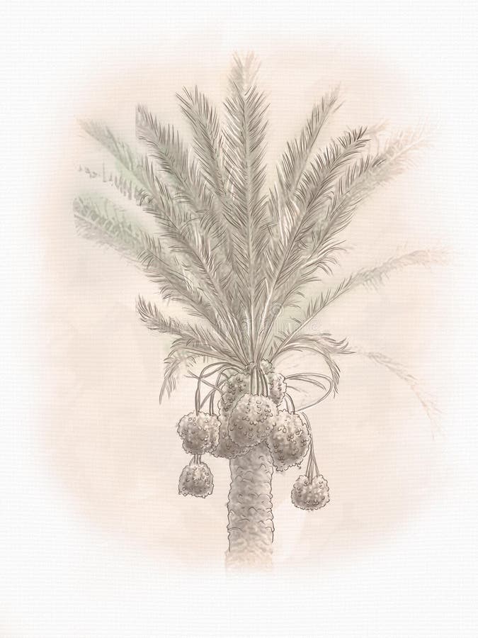 Date palm tree