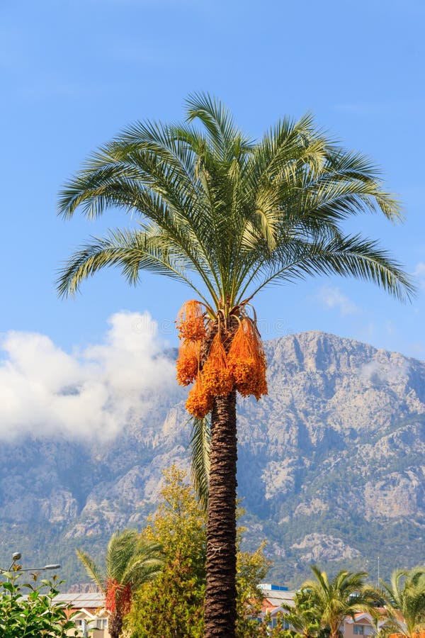 Tipi di palme da giardino 6 Tree Phoenix Dactylifera