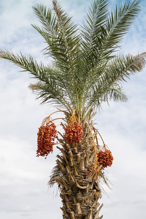 Date palm