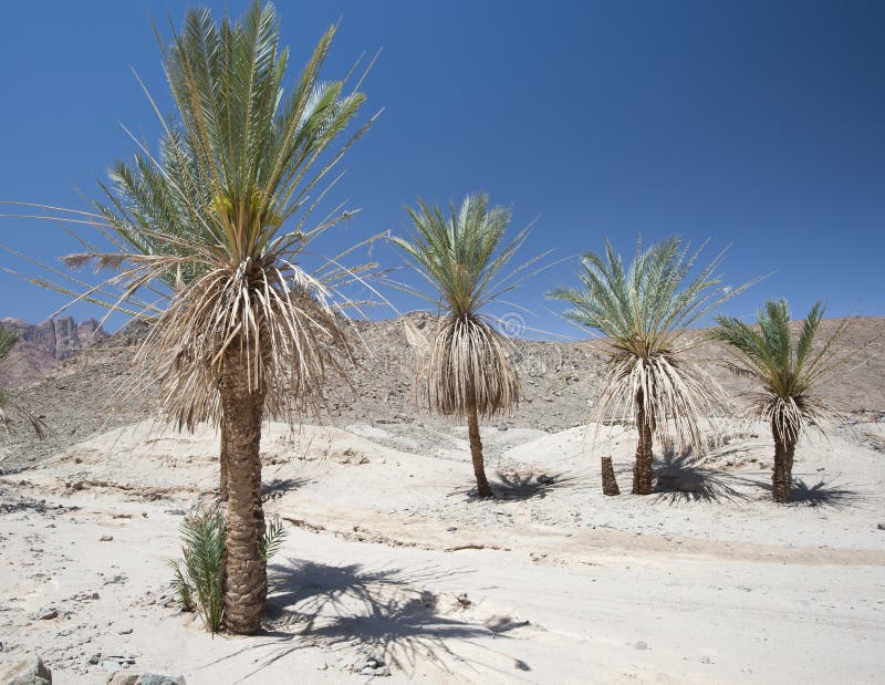 Date Palm Trees in a Desert Valley Stock Image  Image of date, desert