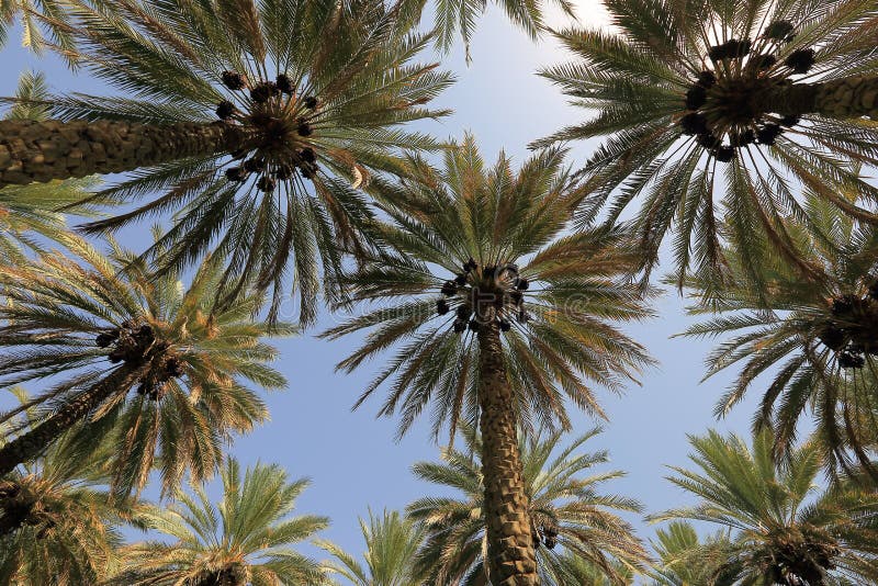 Date palm trees royalty free stock photography