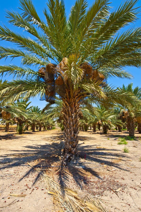 Date Palms stock photography