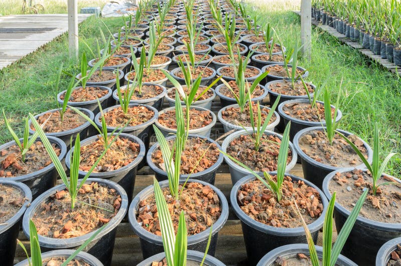 Date plant in nursery stock image. Image of seedling 58881201