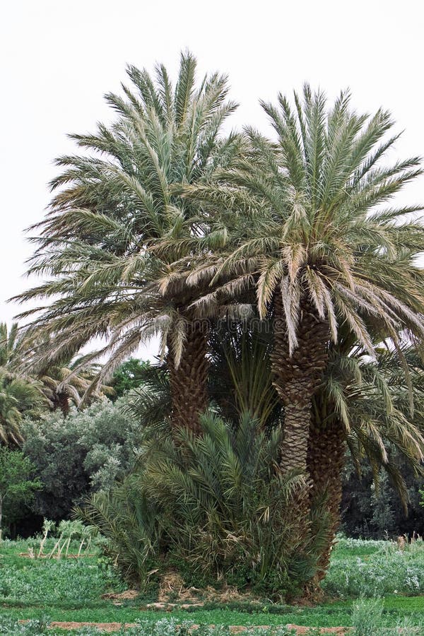 Date plantations stock images