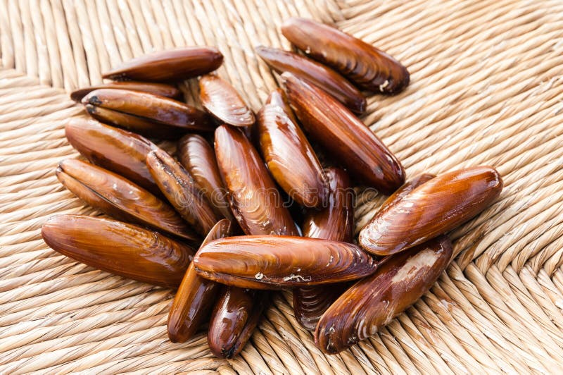 Dates Sea on braided hemp. Bivalve shell stock images, royalty-free photos and pictures