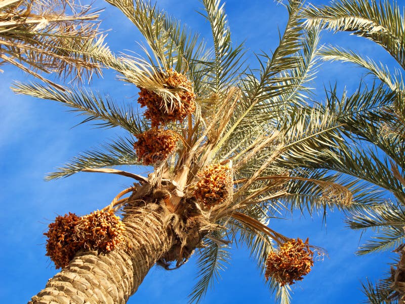 Dates on the palm stock photography