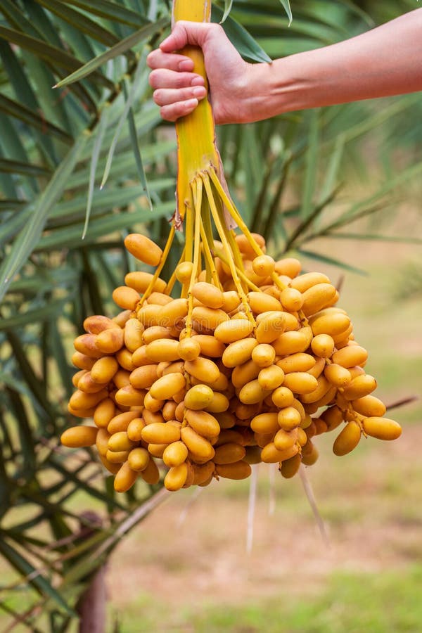 Dates Palm Branches with Ripe Dates Stock Image Image of middle