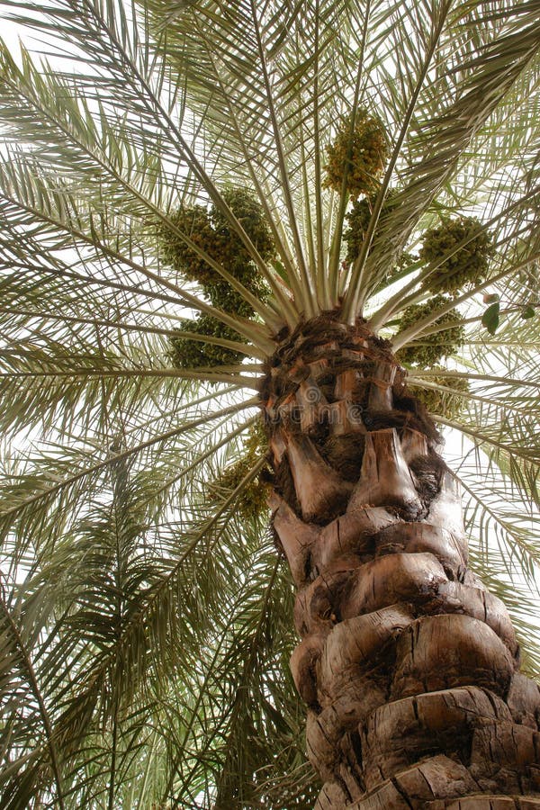 Dates palm tree royalty free stock image
