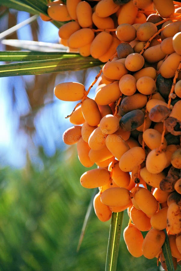 Dates, palm tree fruits