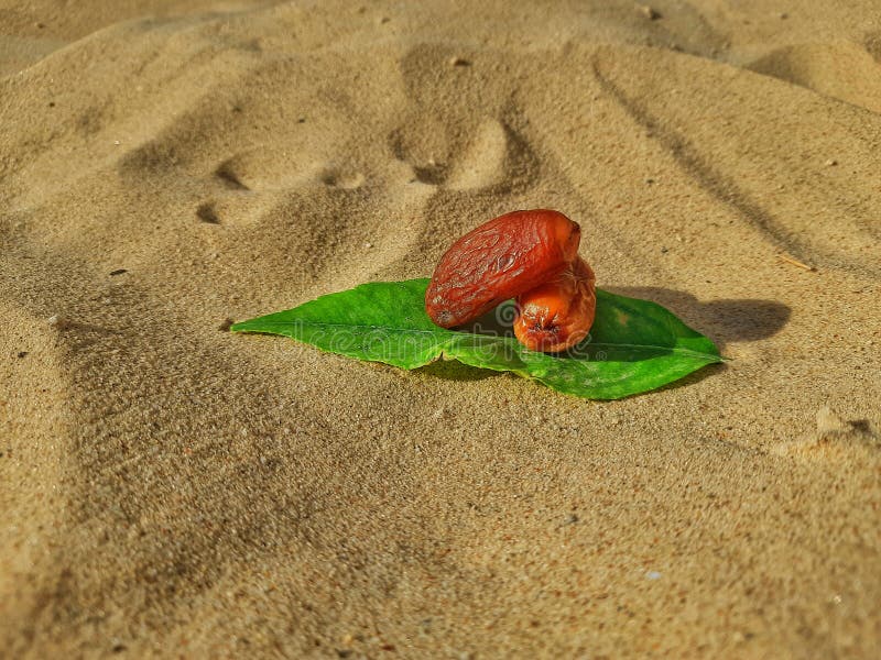 Dates palms fruits for Ramadan stock photo Dates palms fruits for Ramadan stock photo