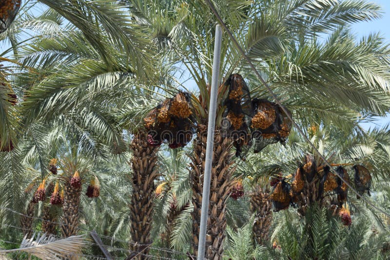Dates on the plam trees royalty free stock photo