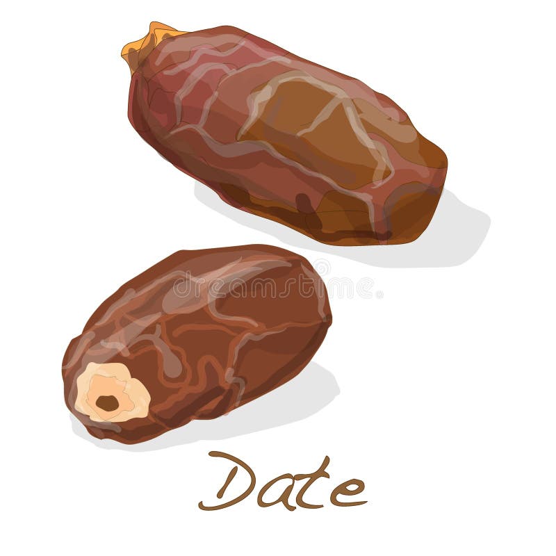 Dates . Vector. stock vector. Illustration of middle 66958459