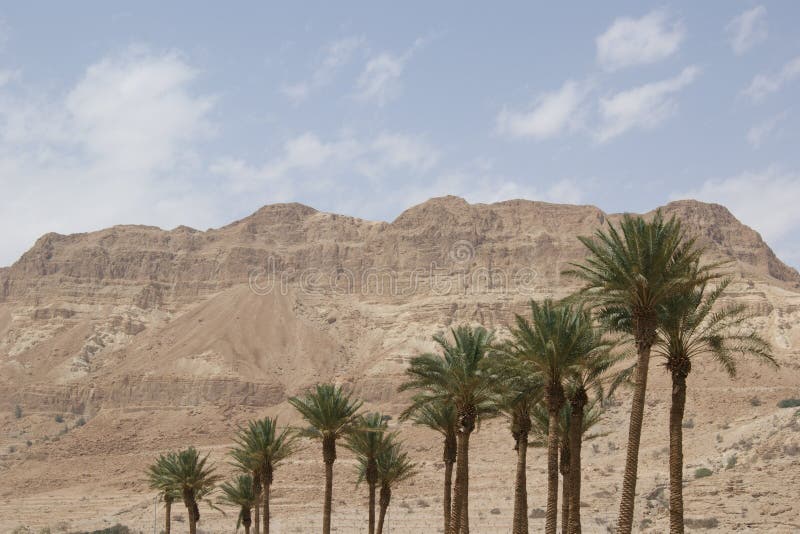 Datez les palmiers, oasis d'en Gedi, Israël