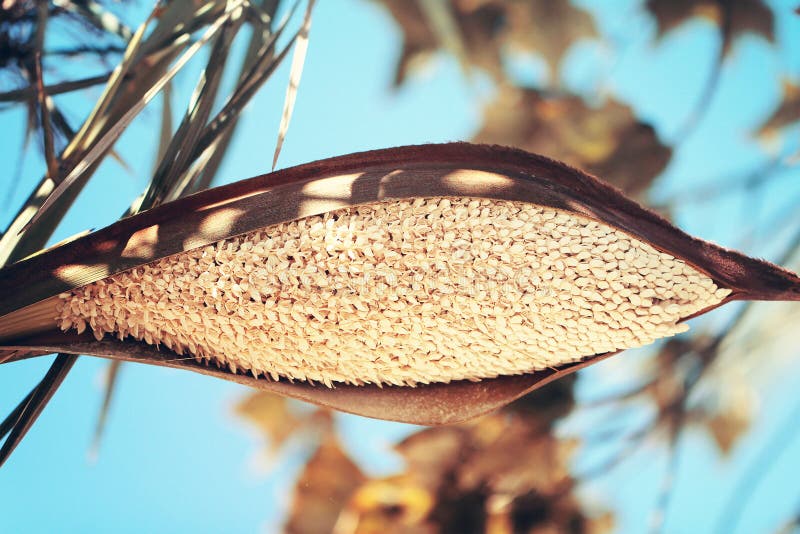 Dattelpalme mit Blütenblumen stockbild Dattelpalme mit Blütenblumen stockbild