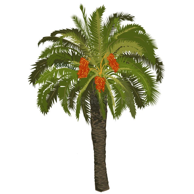 Dadelpalm met vruchten vector illustratie