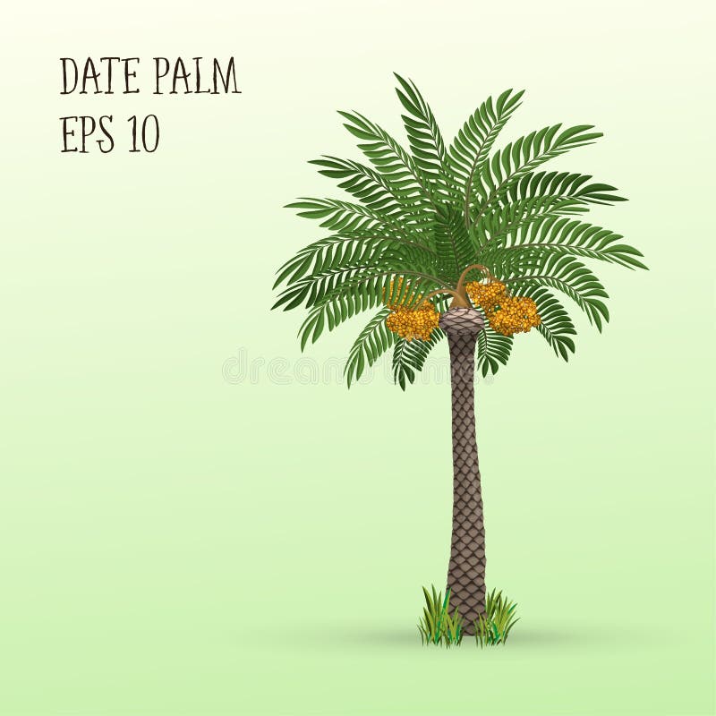 Dadelpalm met vruchten vector illustratie