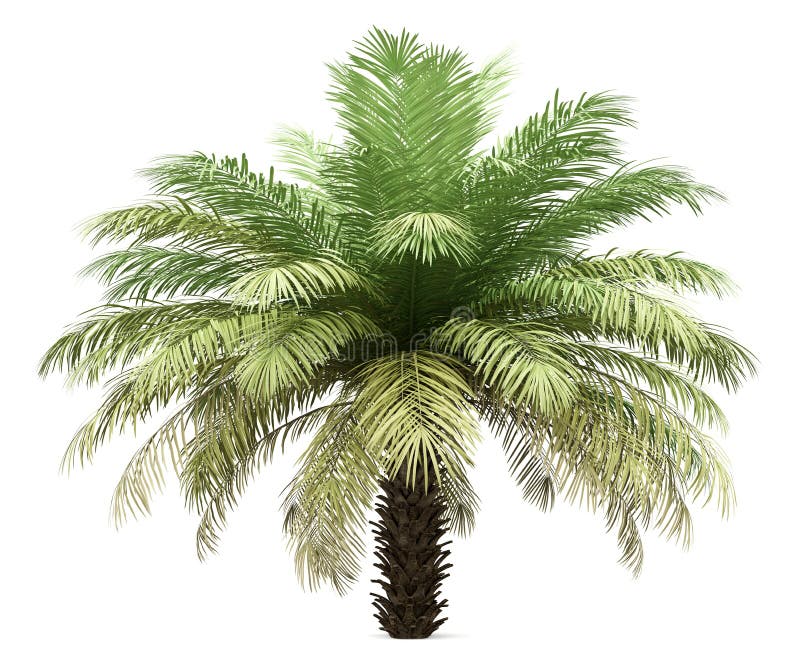 Datumpalm op wit wordt ge? soleerd dat royalty-vrije illustratie
