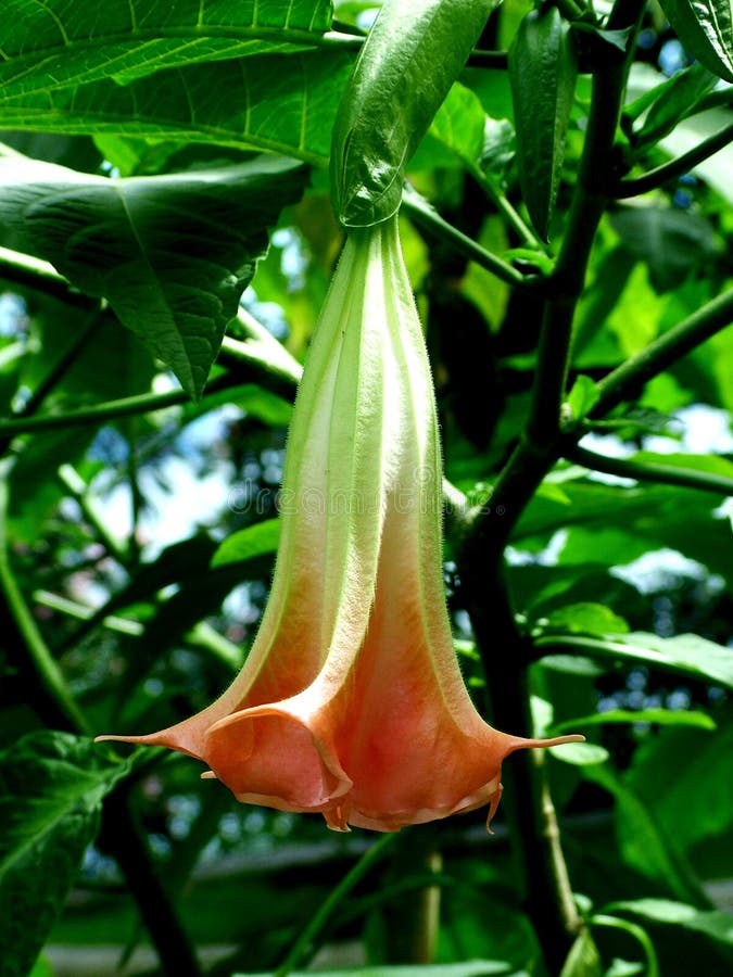 Datura stock photos