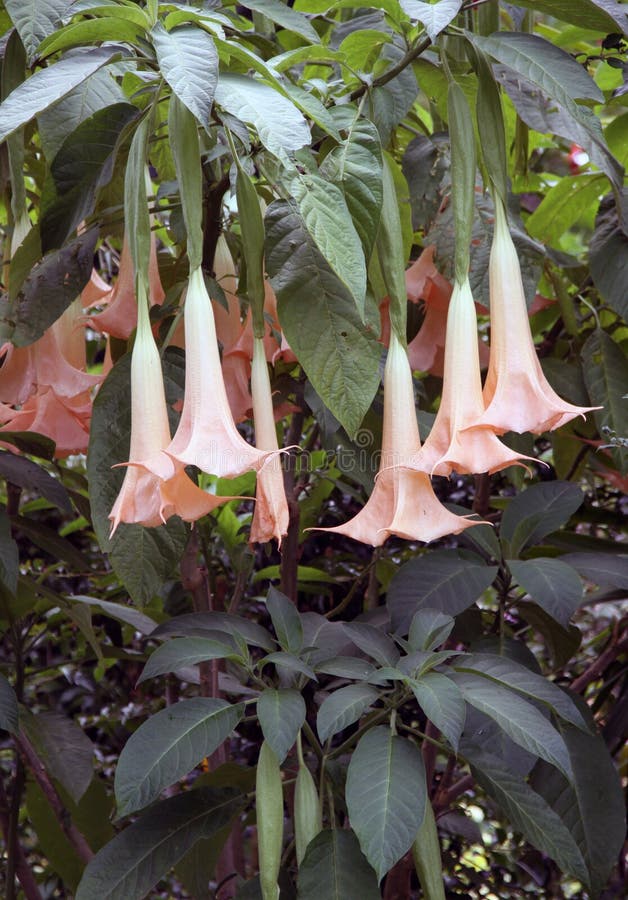 Datura stock images