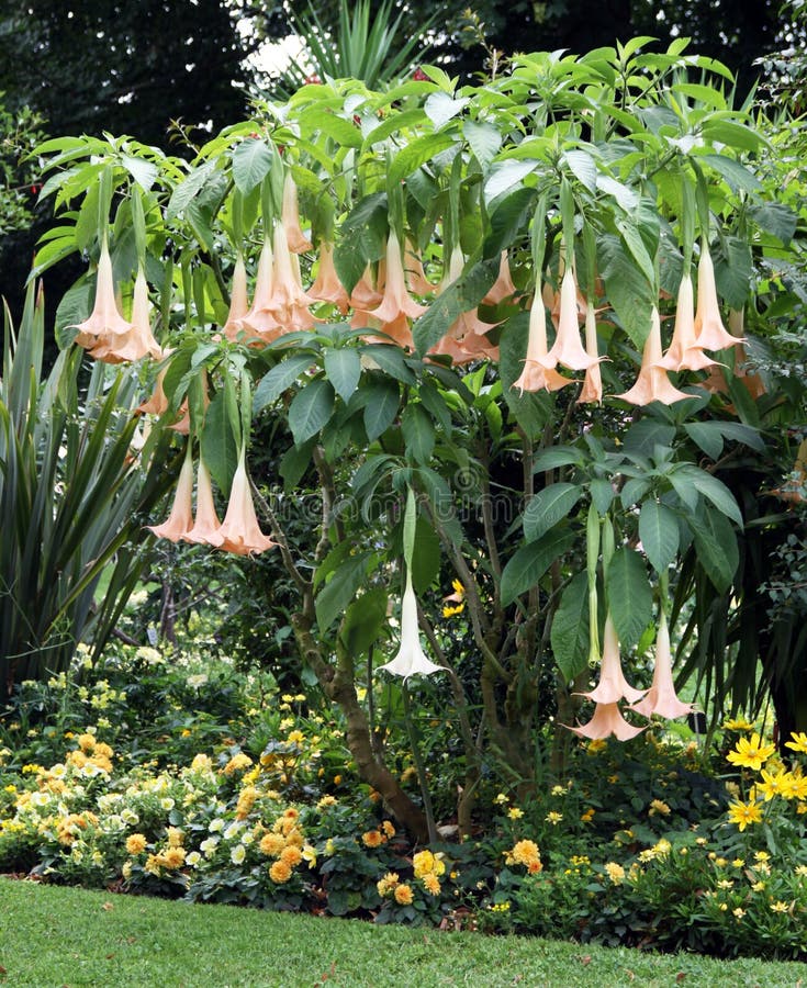 Brugmansia (Tromba D’angelo) - Pianta Tossica Per - Foto 7