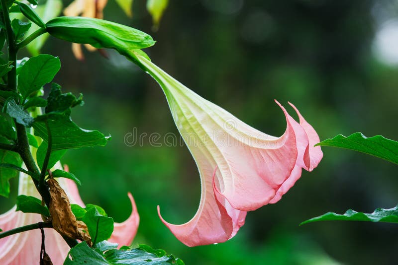 Datura (angel trumpet) flower. In garden royalty free stock image Datura (angel trumpet) flower. In garden royalty free stock image