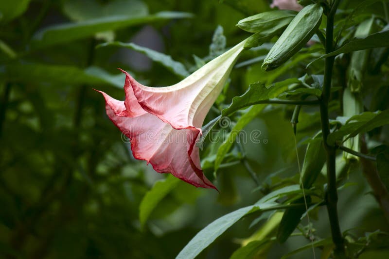 Datura. Brugmansia. Angel's trumpet. royalty free stock photos