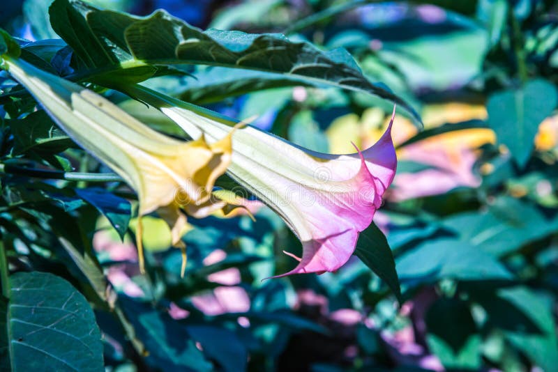 193 Datura Art Stock Photos Free & RoyaltyFree Stock Photos from