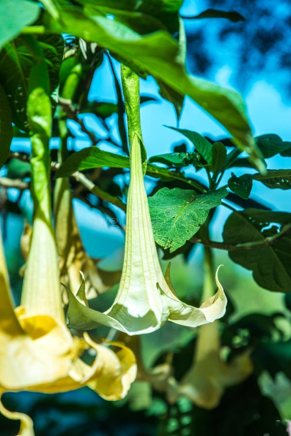 196 Datura Art Stock Photos Free & RoyaltyFree Stock Photos from