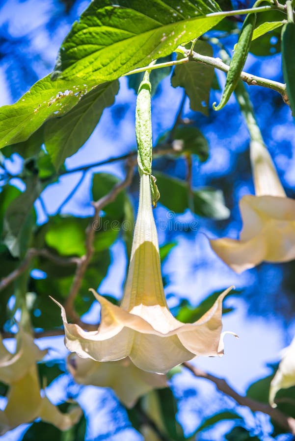 196 Datura Art Stock Photos Free & RoyaltyFree Stock Photos from