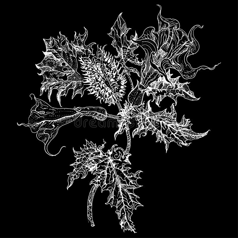 Datura stramonium, Thorn apple or Devil`s snare. detailed vector botanical illustration, T-shirt print, tattoo design