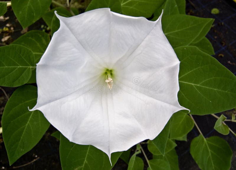 Datura white flower stock image. Image of white, petal 11131493