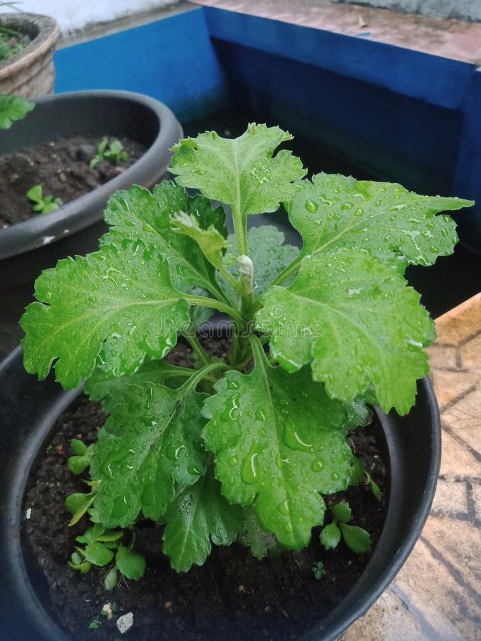 Daun dewa eller Gynura divaricata royaltyfria bilder