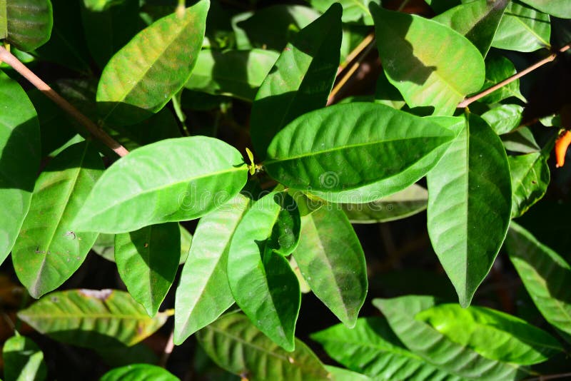  Daun Salam  Indonesian Bay Leaf Stock Photo Image of 