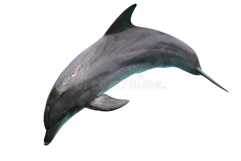 Dauphin d'isolement sur le fond blanc Dauphin d'isolement sur le fond blanc