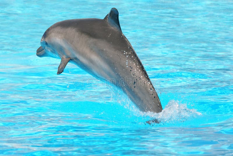 dauphin de #1 image libre de droits dauphin de #1 image libre de droits