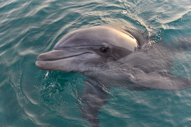 Dauphin en mer photographie stock libre de droits Dauphin en mer photographie stock libre de droits